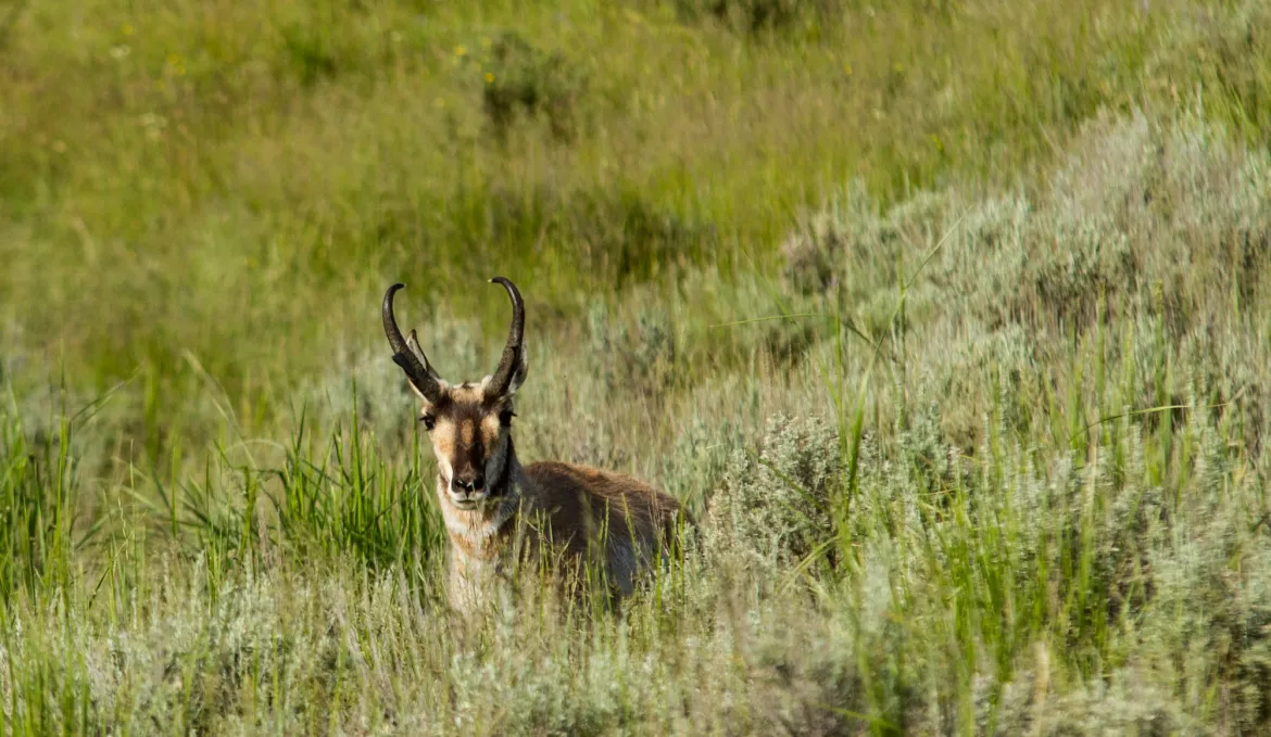 Antelope in Yellowstone 
