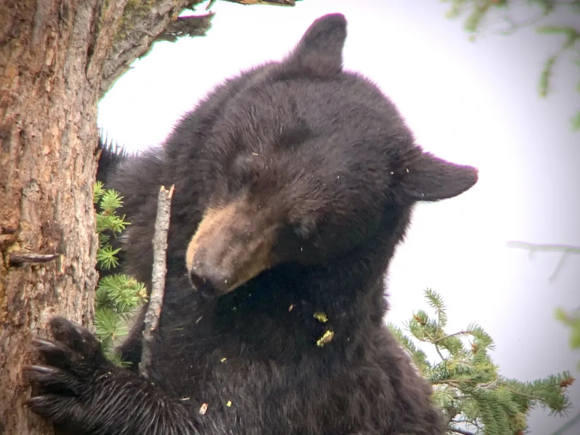 Black bear in Tree  Black bear in tree