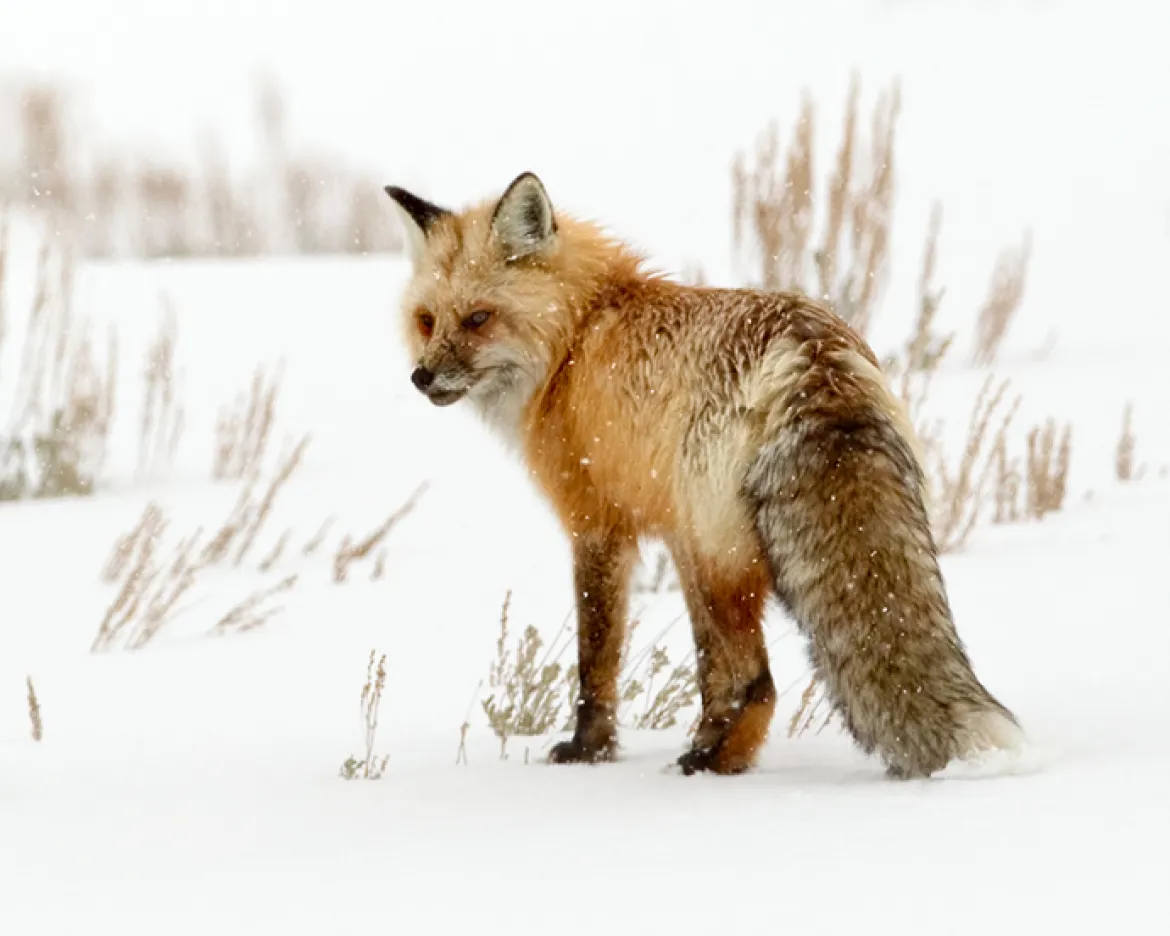 Red Fox in Yellowstone 