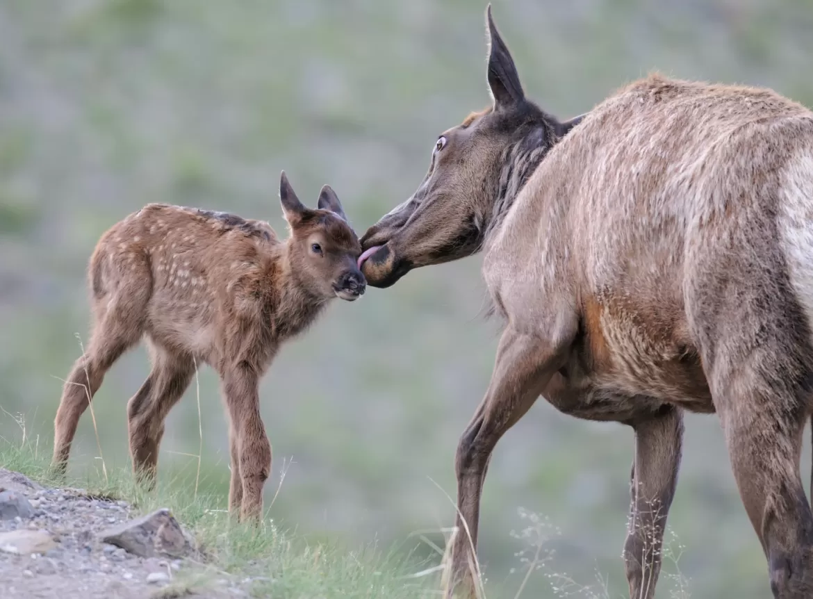 Cow and calf elk in Yellowstone 
