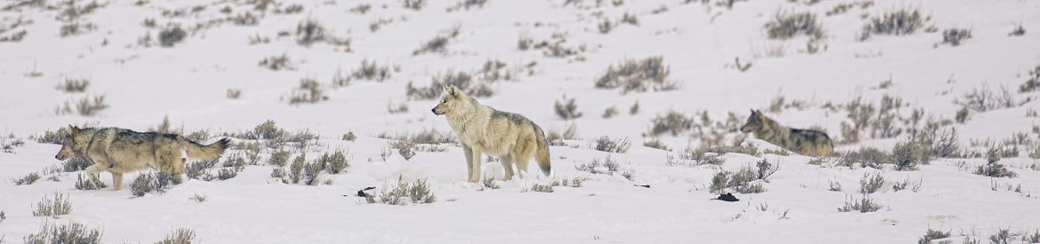 Yellowstone Wolves in Winter 