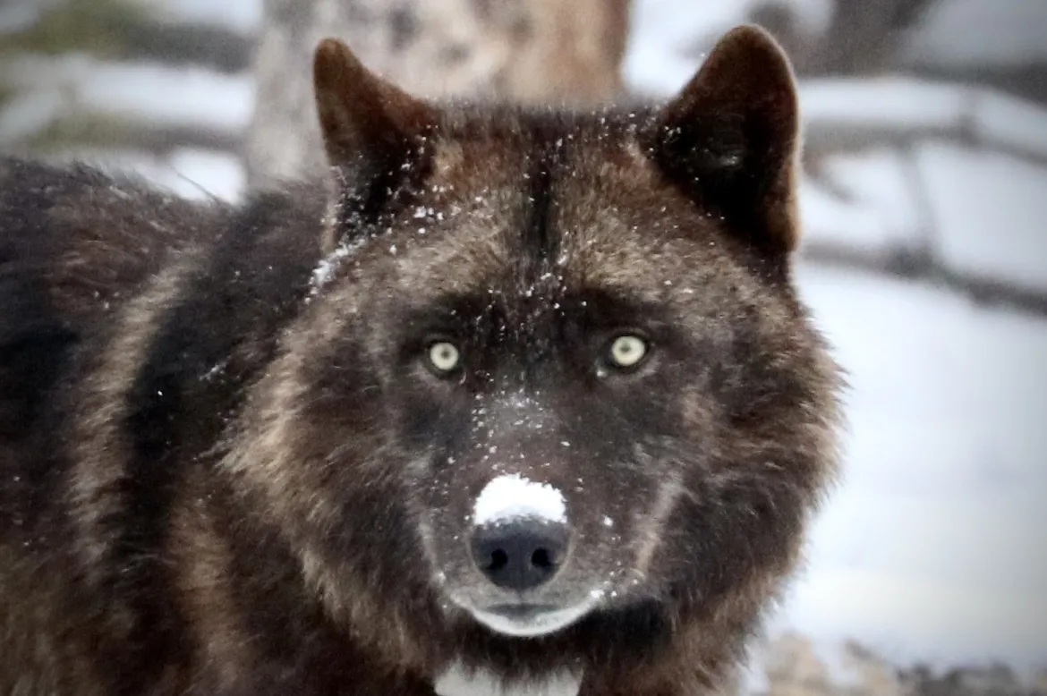 Black Wolf in Yellowstone 