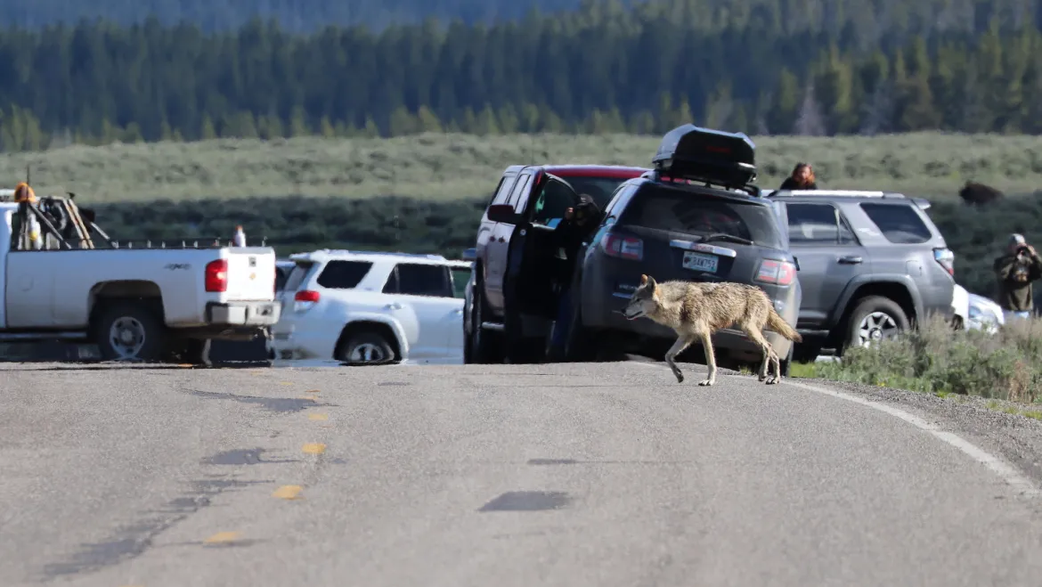 Grey Wolf in Yellowstone 