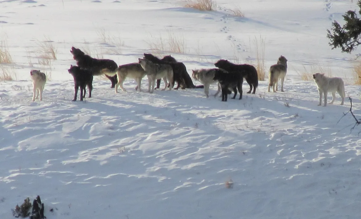 Wapiti Wolf Pack in Yellowstone 