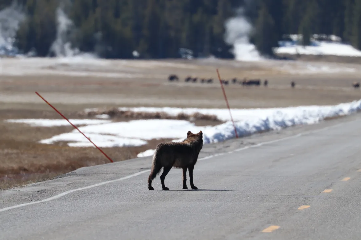 Black wolf in road 