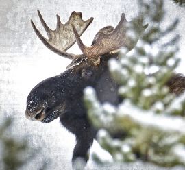 Moose in Winter - Yellowstone Snowshoe Tours 