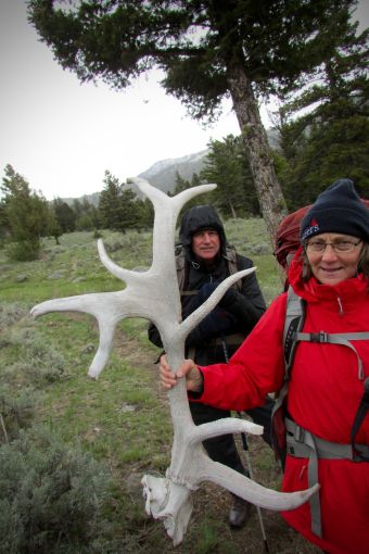 Yellowstone, hiking, backpacking, antlers, discovery, #yellowstone