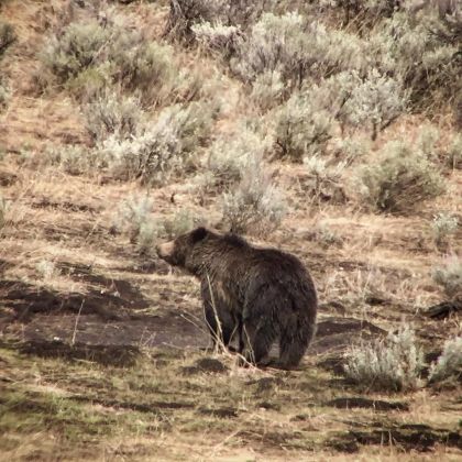 Grizzly bear in Lamar Valley - Yellowstone National Park 
