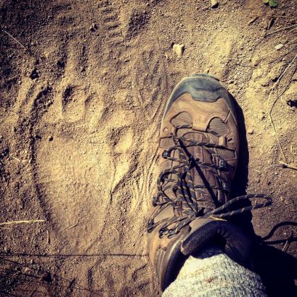 Grizzly Bear Track on the Trail 