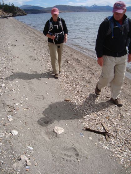 Grizzly Tracks Around Yellowstone Lake Grizzly Tracks Around Yellowstone Lake