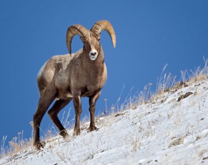 Bighorn Sheep - Yellowstone Winter WIldife 