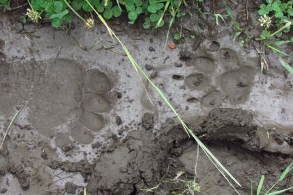 Bears, wolves, willidfe, Yellowstone National Park 