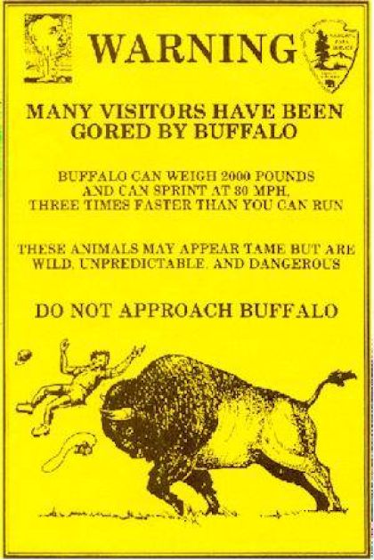 bison, wildlife, Yellowstone
