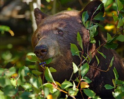 Black bear in shrubs - Yellowstone National Park