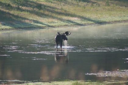 Moose in River in Lamar Valley