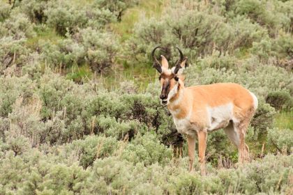 Pronghorn on the trail - Yellowstone Guidelines 