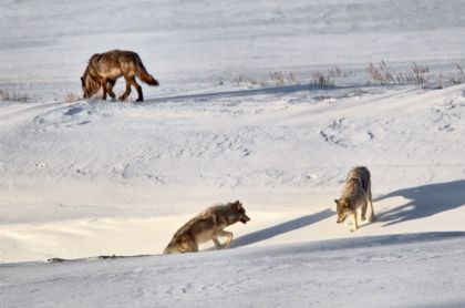 Wolves in Lamar Valley of Yellowstone