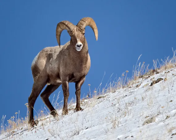 Bighorn Sheep in Yellowstone Bighorn Sheep on a hillside in the Lamar Valley of Yellowstone