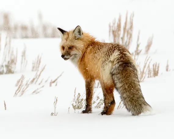 Red Fox in Yellowstone A Red Fox in the Snow on A Winter Wildlife Tour in Yellowstone