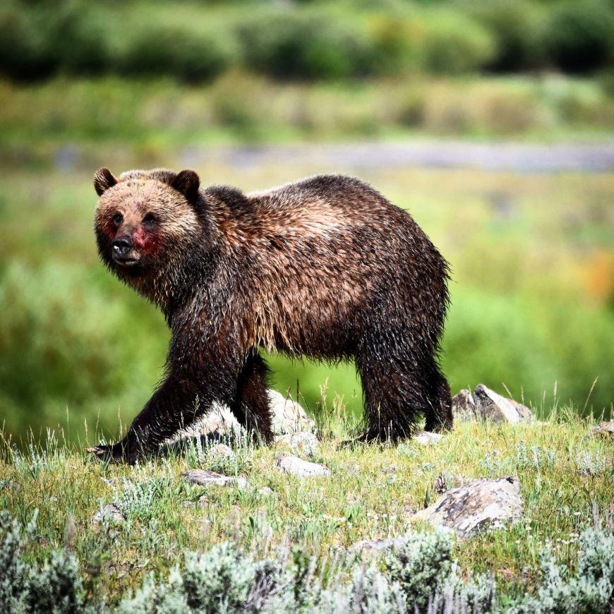 Grizzly Bear in Lamar Valley 