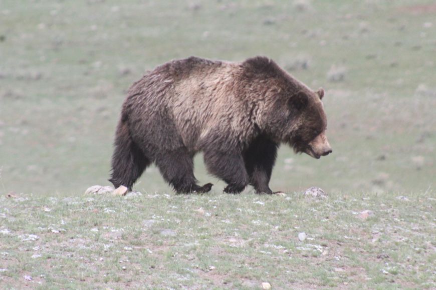 Grizzly Bear in Yellowstone  