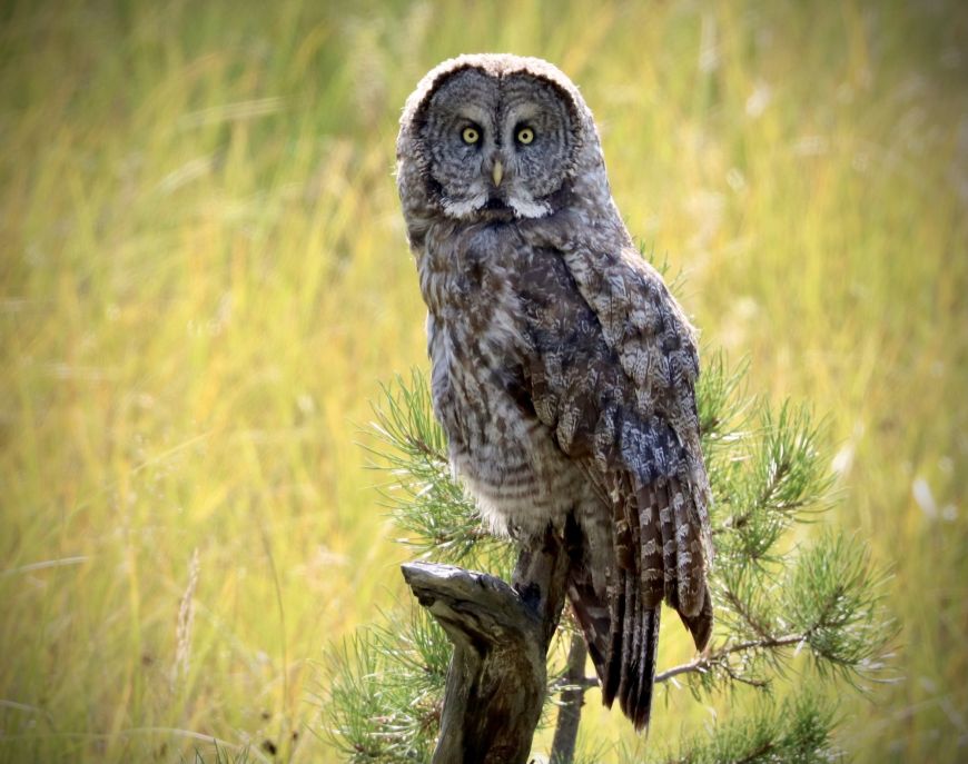 Great Gray Owl in Yellowstone 