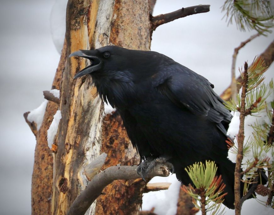 Raven in Snow 