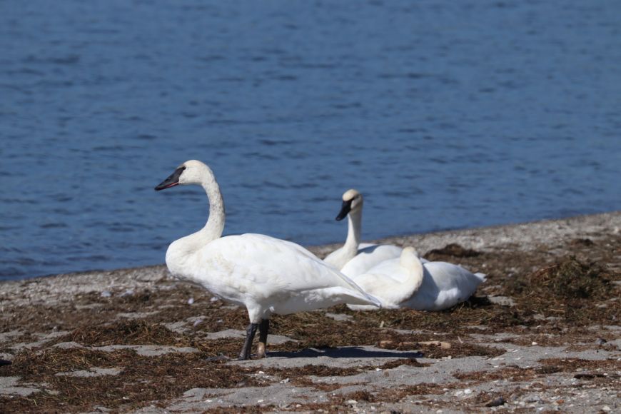 Trumpeter Swans