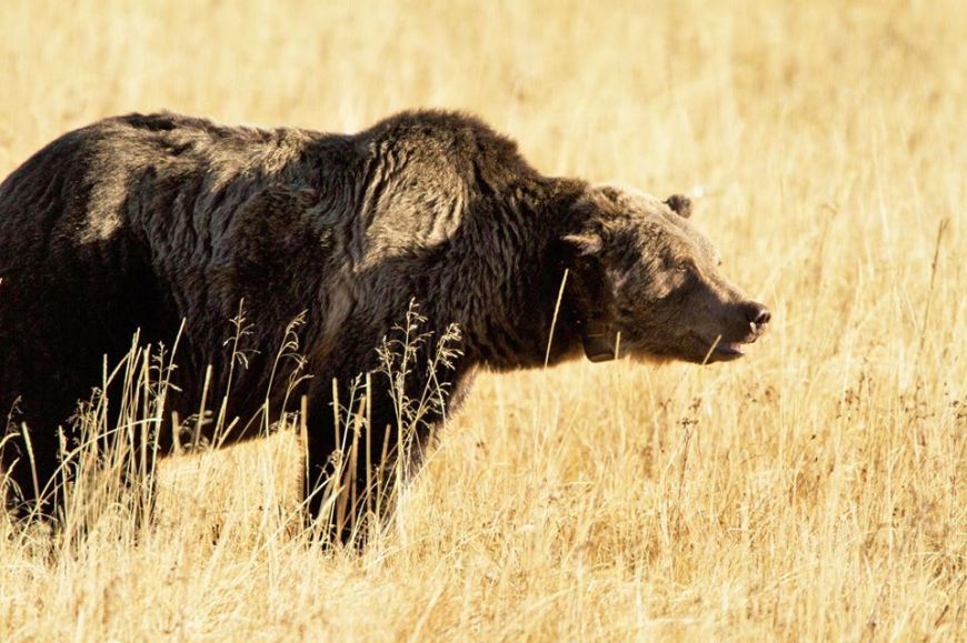 Scarface or Bear #211 in Yellowstone Yellowstone, wildlife, girzzly bears, bears, animals, Scarface