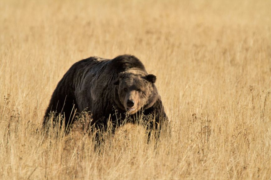Scarface or Bear #211 in YNP Yellowstone, bears, wildlife, animals, grizzlies, bruins, Scarface