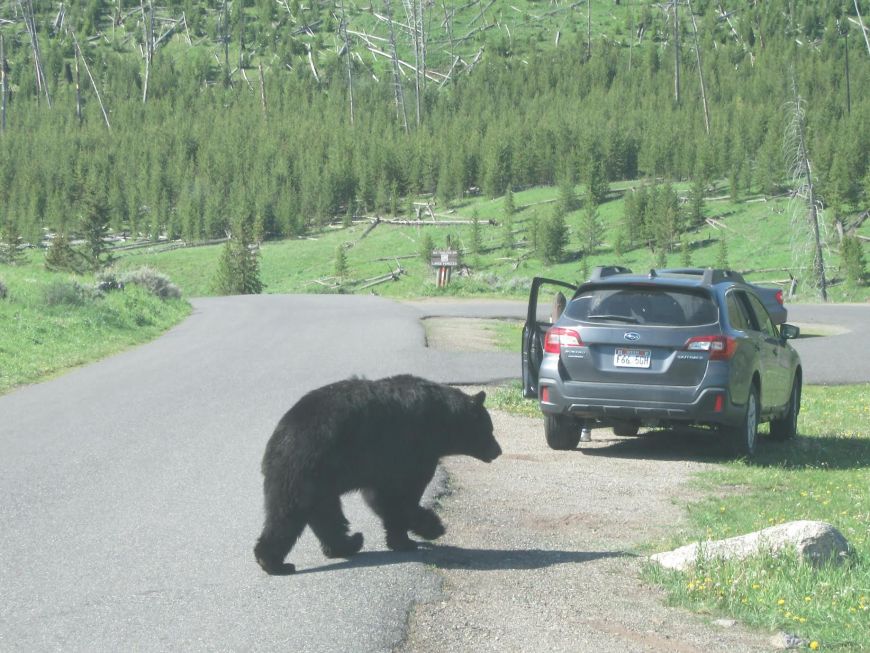 Black Bear in Road Yellowstone National Park 