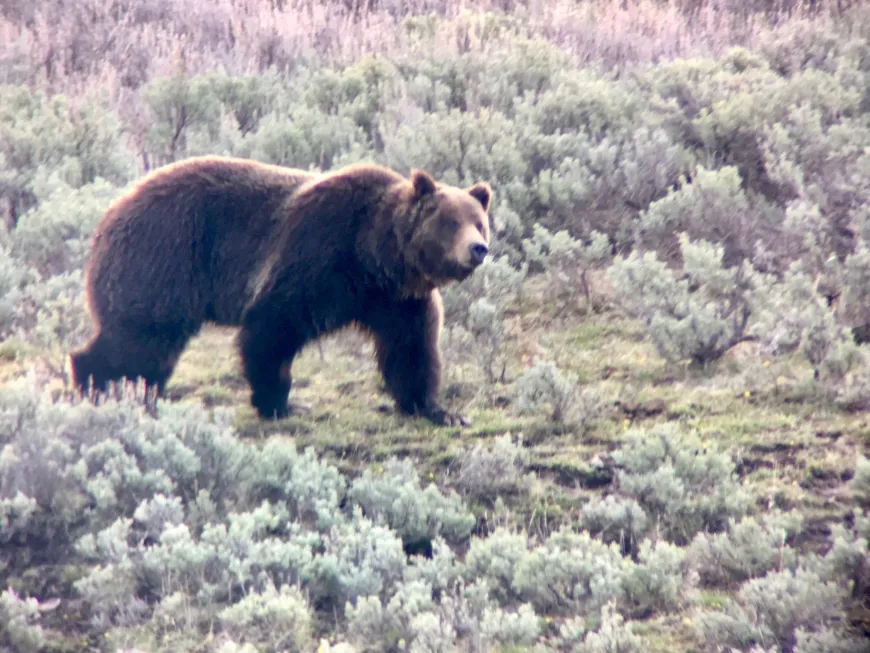 Big Grizzly Bear in Yellowstone 