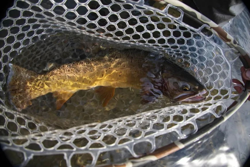 Fishing on the Yellowstone River 