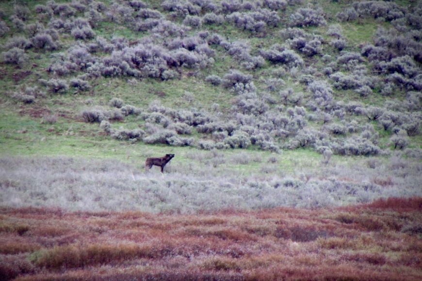 Black wolf in YNP wolf, Yellowstone, wildlife, guided tours