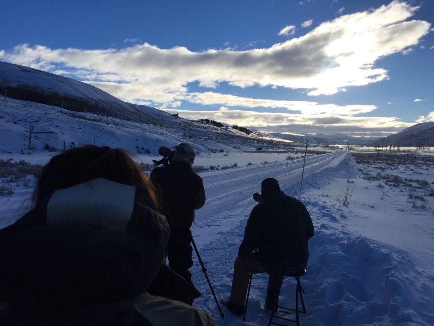 Wolf watching - Yellowstone National Park wolf watching, Yellowstone National Park