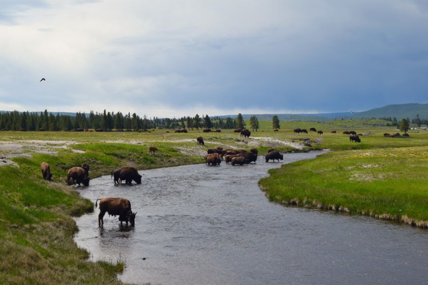Yellowstone, wildlife, bison, animals, #yellowstone, #findyourpark 