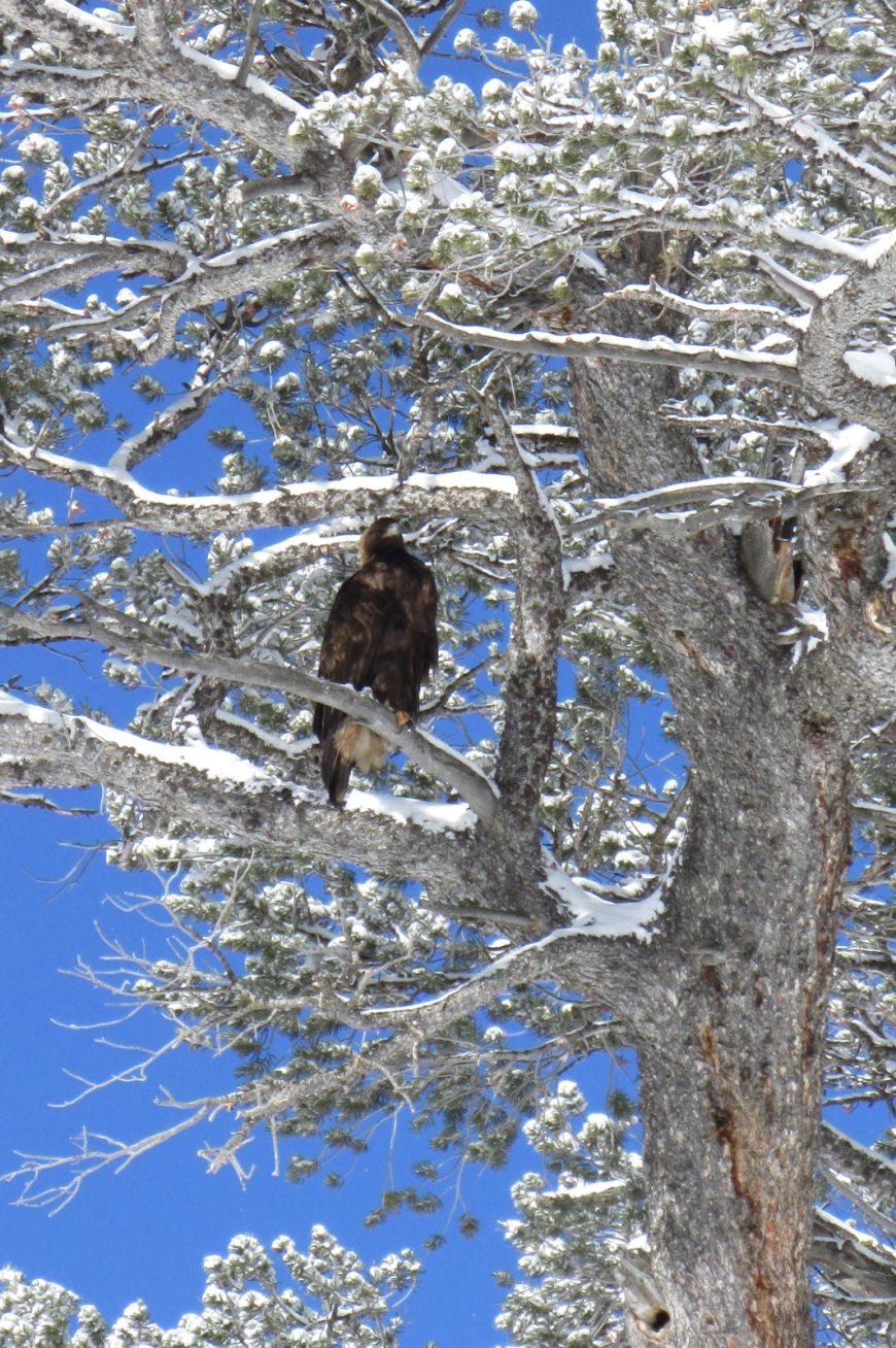 Golden Eagle in Yellowstone National Park