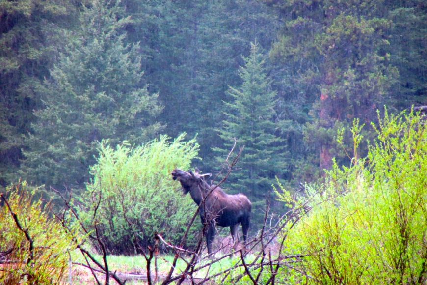 Bull Moose - Yellowstone National Park 