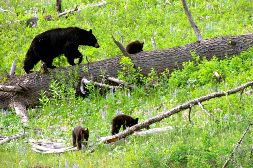 Black Bear and Cubs - Yellowstone National Park 