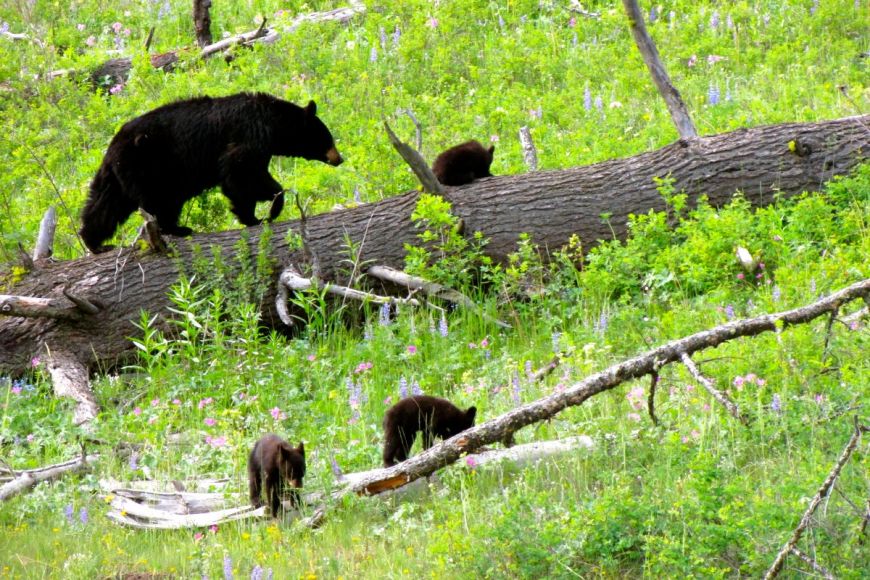 Black Bear and Cubs - Yellowstone National Park