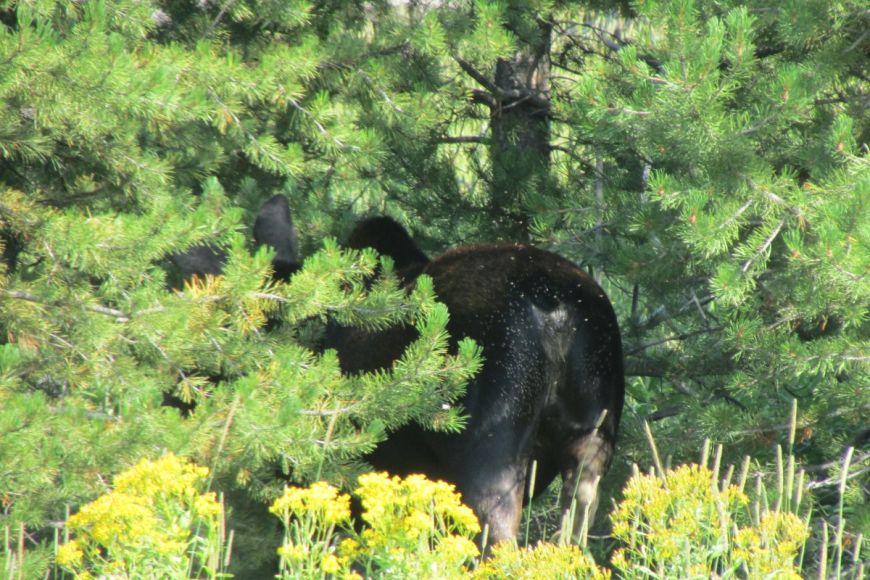 Moose in Yellowstone National Park Moose - Yellowstone National Park