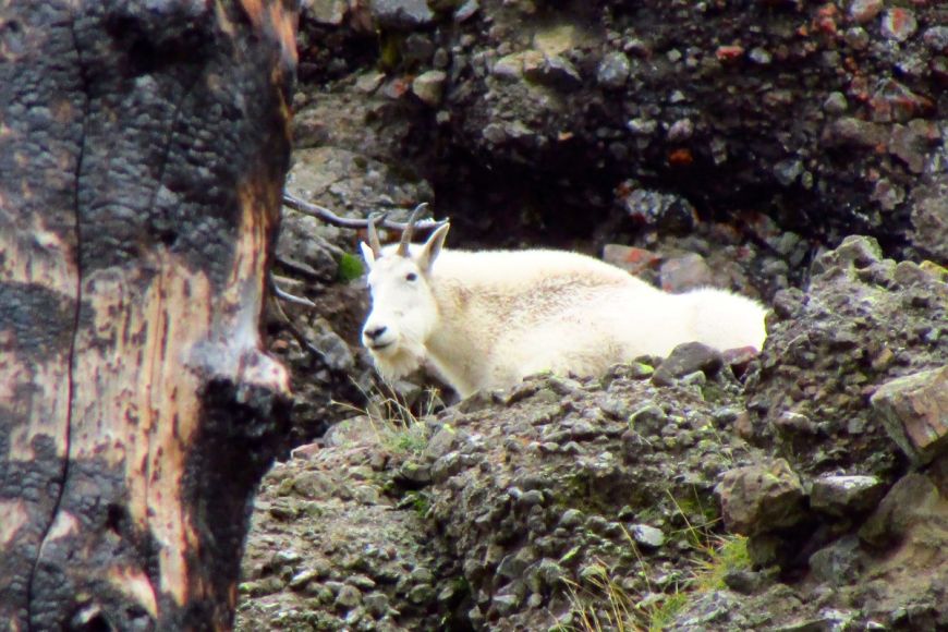 Mountain Goats in Yellowstone Mountain Goats on Bliss Pass - Yellowstone National Park