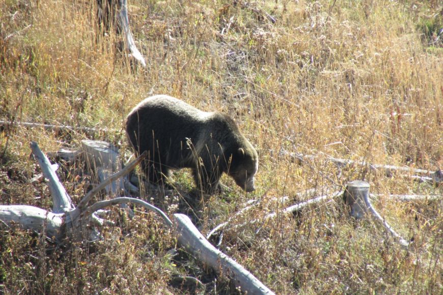 Sow grizzly bear, wildlife, Yellowstone National Park