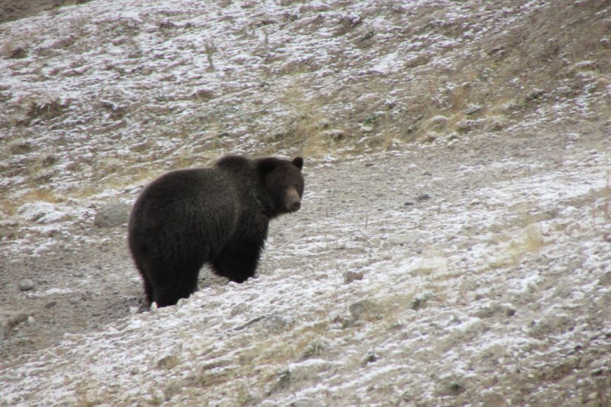 Grizzly Bear in Hayden Valley, YNP Grizzly bear, Yellowstone National Park