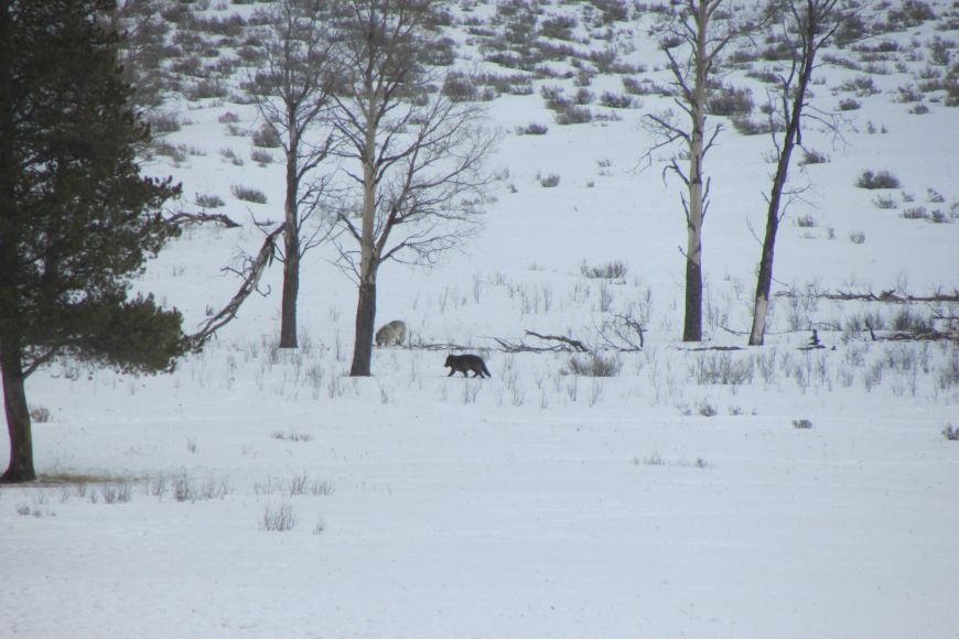Lamar Canyon Pack - Yellowstone wolves, wildlife, Yellowstone National Park