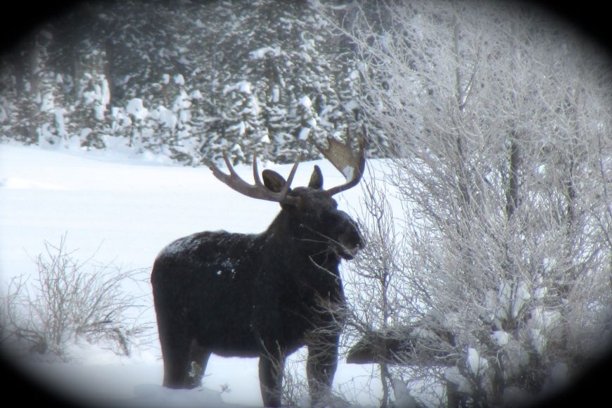 Moose, Yellowstone National Park, wildlife