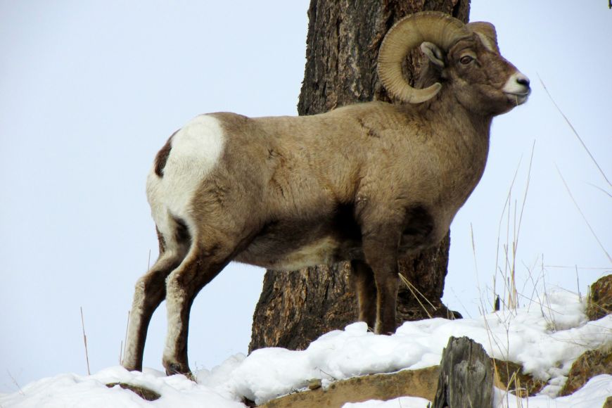 Bighorn Sheep - Yellowstone Bighorn Sheep - Yellowstone National Park