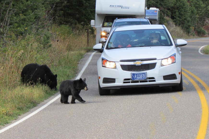 black bears, cubs, cute animals, Yellowstone, wildlife 