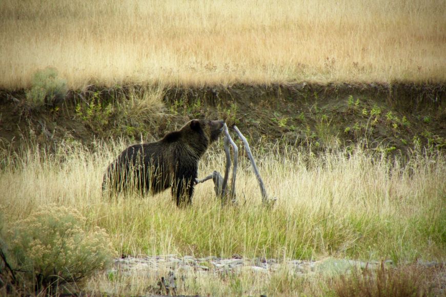 Grizzly bear near Mammoth - YNP grizzly bears, wildlife, animals, bears, Yellowstone, #findyourpark