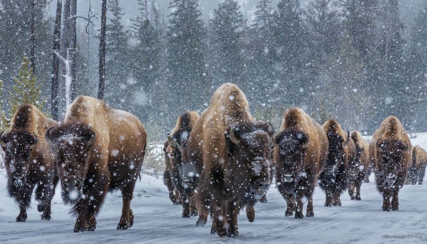 #montanamoment #montanamoment